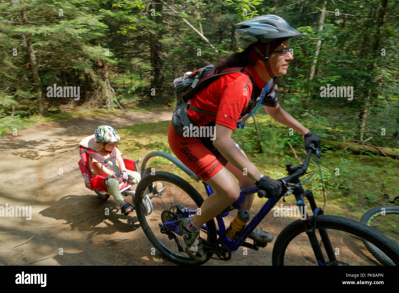 Une dame de remorquage vélo de montagne sa fille dans une remorque vélo enfant Weehoo dans le royaume sentiers à East Burke, Vermont, USA Banque D'Images