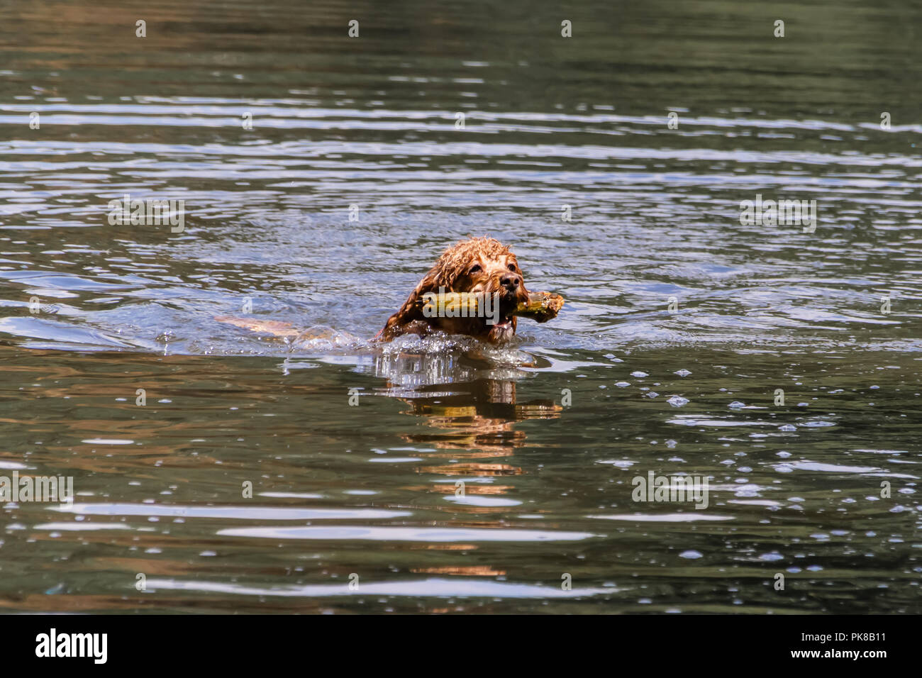 Piscine chien avec stick dans la bouche Banque D'Images