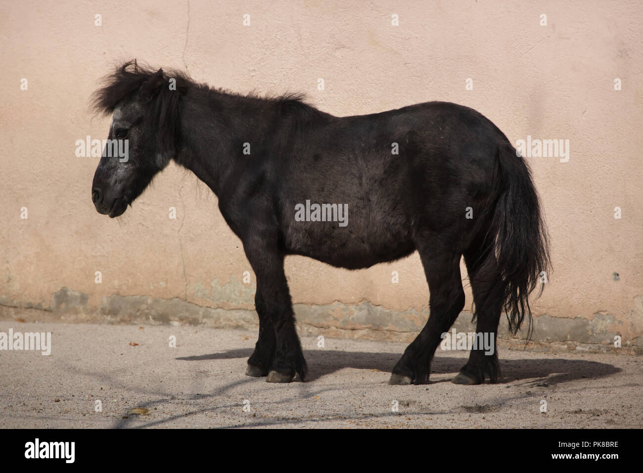 Poney Shetland (Equus ferus caballus f. domestica). Banque D'Images
