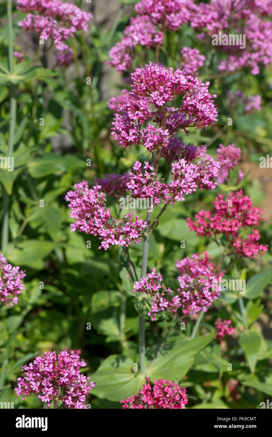 La valériane rouge, Centranthus ruber, grande plante à fleurs sur un jardin de rocaille, Berkshire, juin Banque D'Images