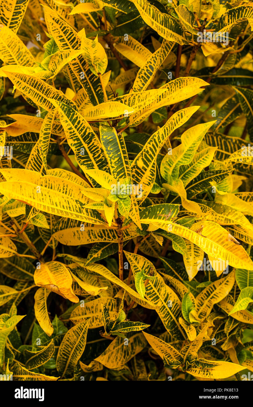 Croton plante qui pousse au Kenya, Afrique Banque D'Images