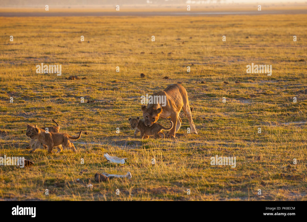 Maman lion invite les quatre autres petits à se retirer de l'espace ouvert à la brousse - une grande quantité de machines safari sa distraction. Amboseli Nati Banque D'Images