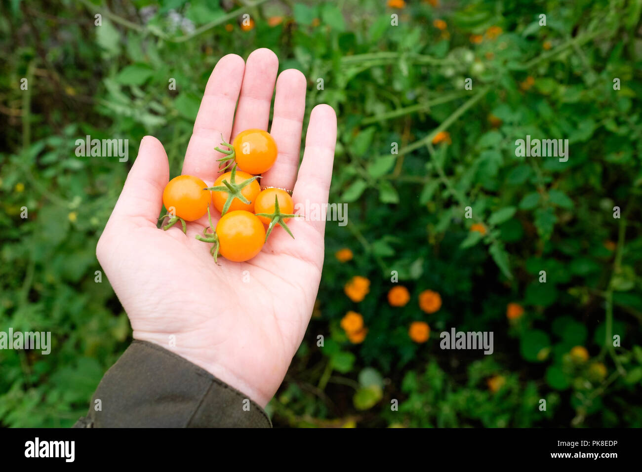 Une poignée de sungold tomates récoltés dans un potager à la maison dans le New Jersey, USA. Banque D'Images