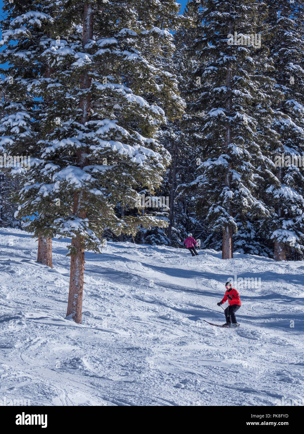 La piste de ski skieurs Star, hiver, Blue Sky Basin, Station de Ski de Vail, Vail, Colorado. Banque D'Images
