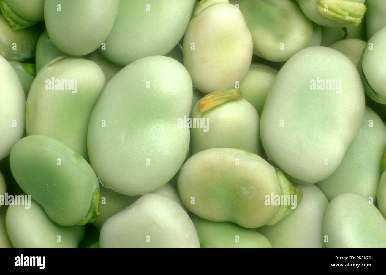 FÈVES FRAÎCHEMENT CUEILLIES (VICIA FABA) ÉGALEMENT CONNUES SOUS LE NOM DE HARICOTS ANGLAIS, HARICOTS CLOCHES ET HARICOTS WINDSOR. AUSTRALIE. Banque D'Images