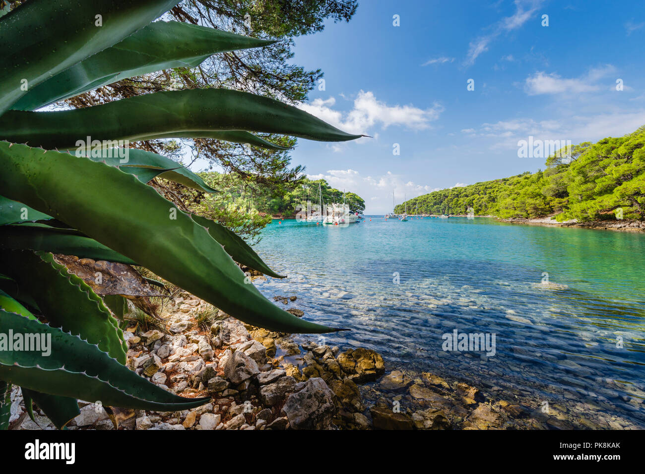 Voiliers et yachts amarrés dans la baie entourée par Krivica côte rocheuse, forêt de pins et d'un agave sur l'île de Lošinj, la baie de Kvarner, Croatie Banque D'Images