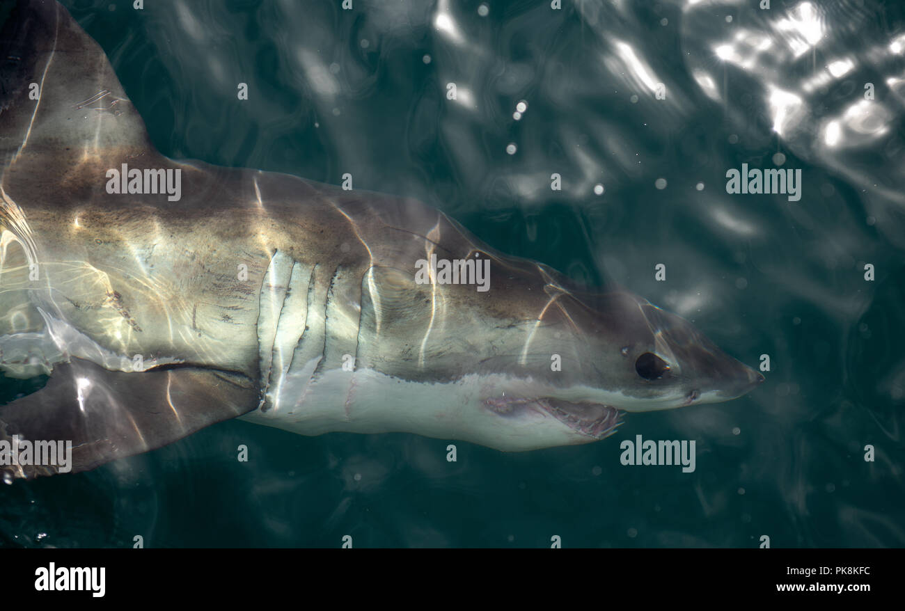 Grand requin blanc sous l'eau . Grand requin blanc (Carcharodon carcharias) dans l'eau de l'océan Pacifique près de la côte de l'Afrique du Sud Banque D'Images