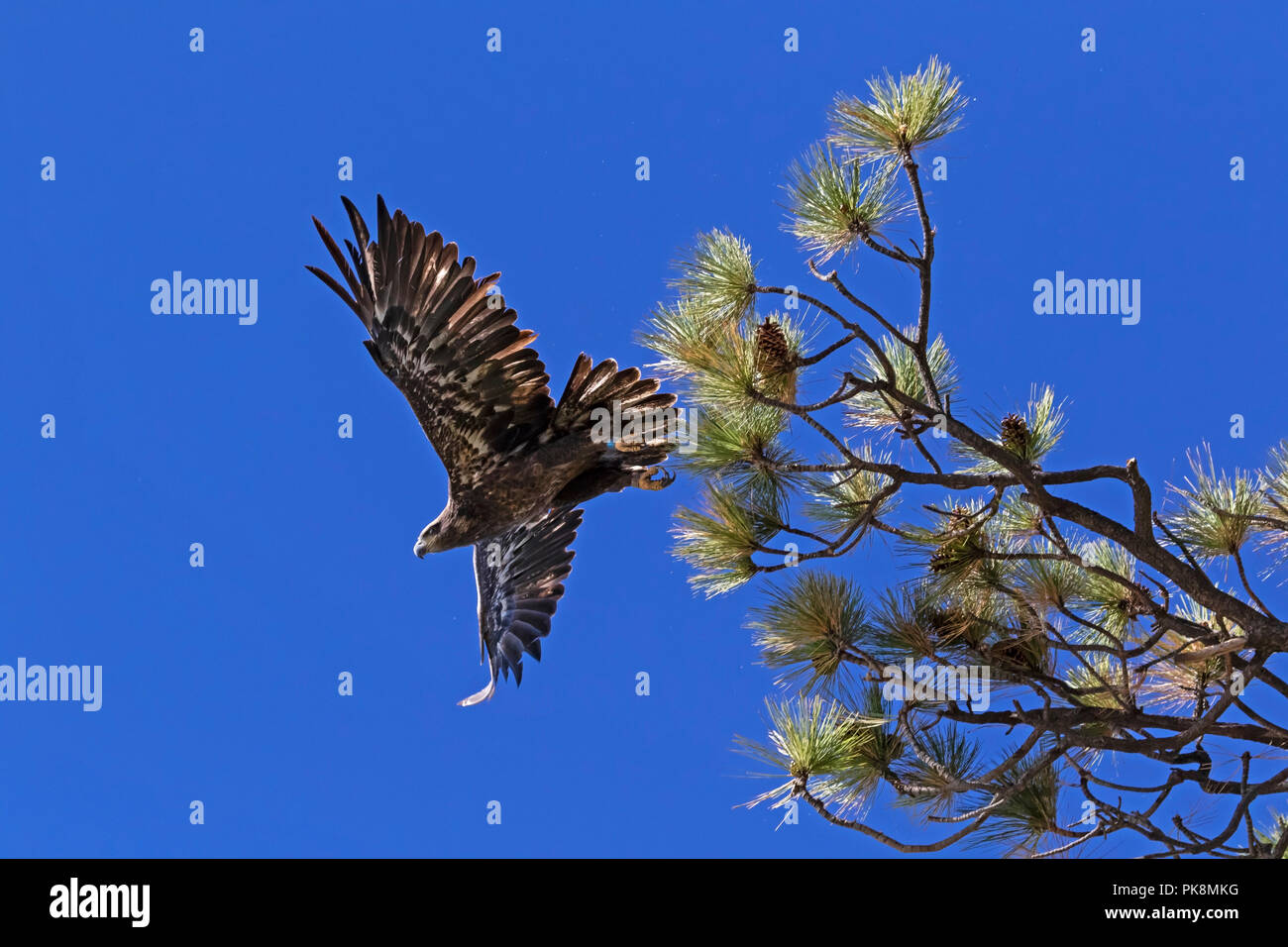 Pygargue à tête blanche juvénile d'oiseaux à Big Bear Lake en Californie Banque D'Images