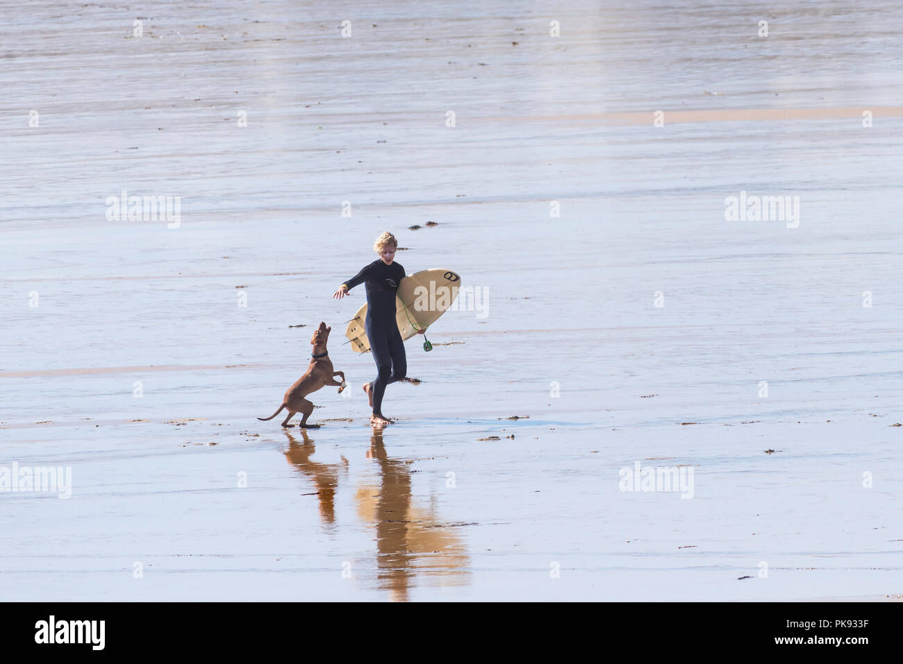 Un chien chassant un surfeur sur la plage de Fistral Newquay en Cornouailles. Banque D'Images