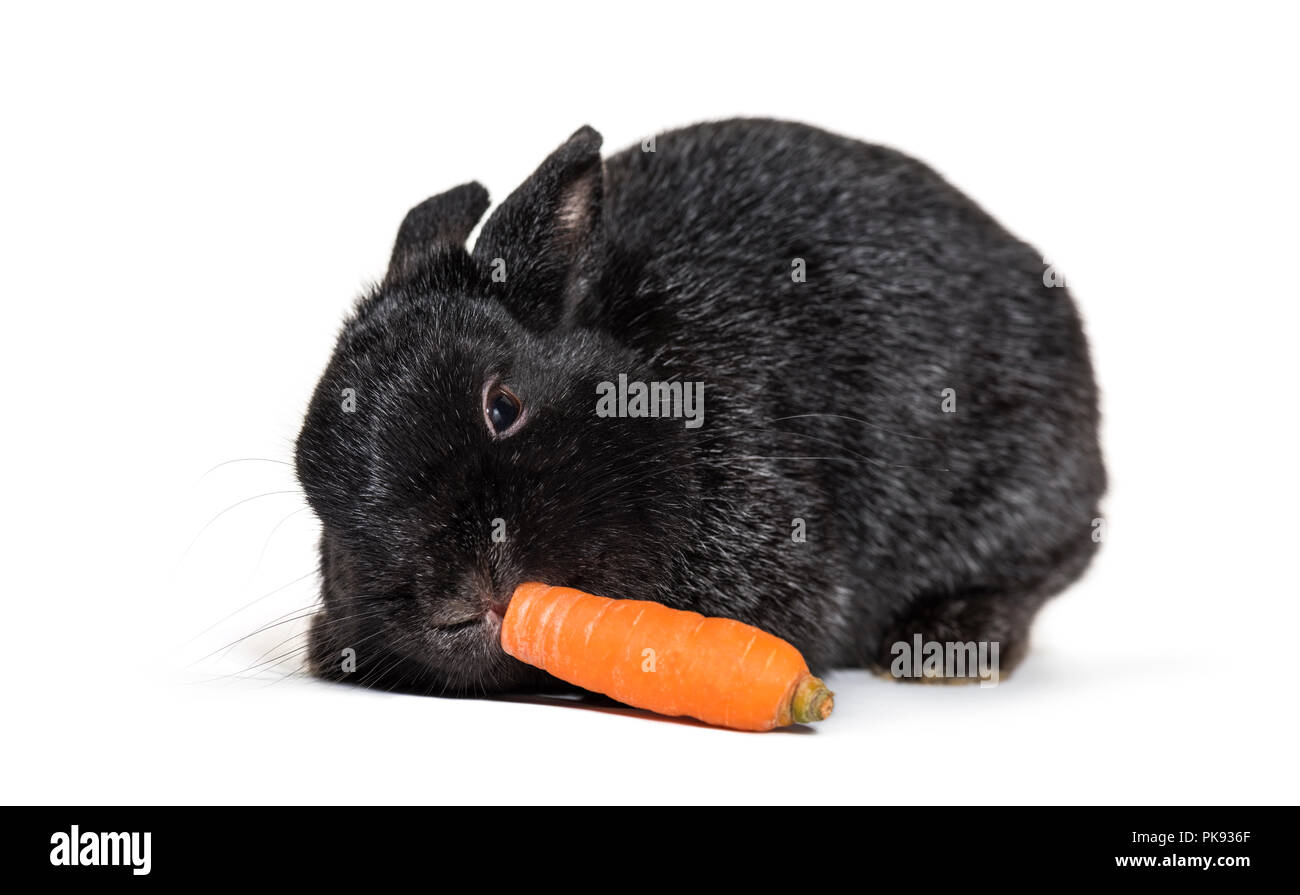 Lapin nain, against white background Banque D'Images