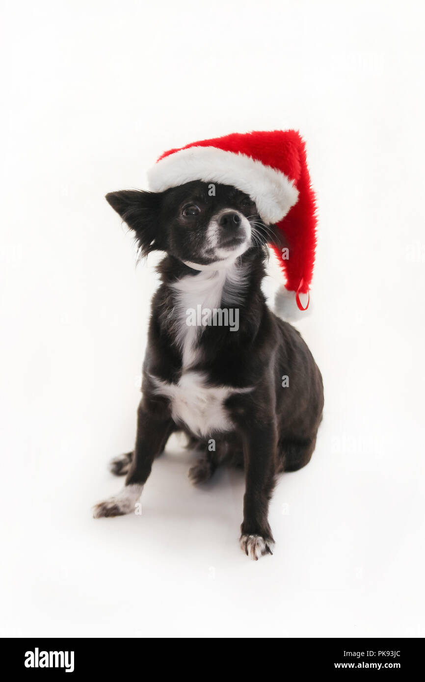 Chihuahua noir et blanc portant un chapeau de Noël de vacances festives avec une oreille en stickting sur fond blanc Banque D'Images