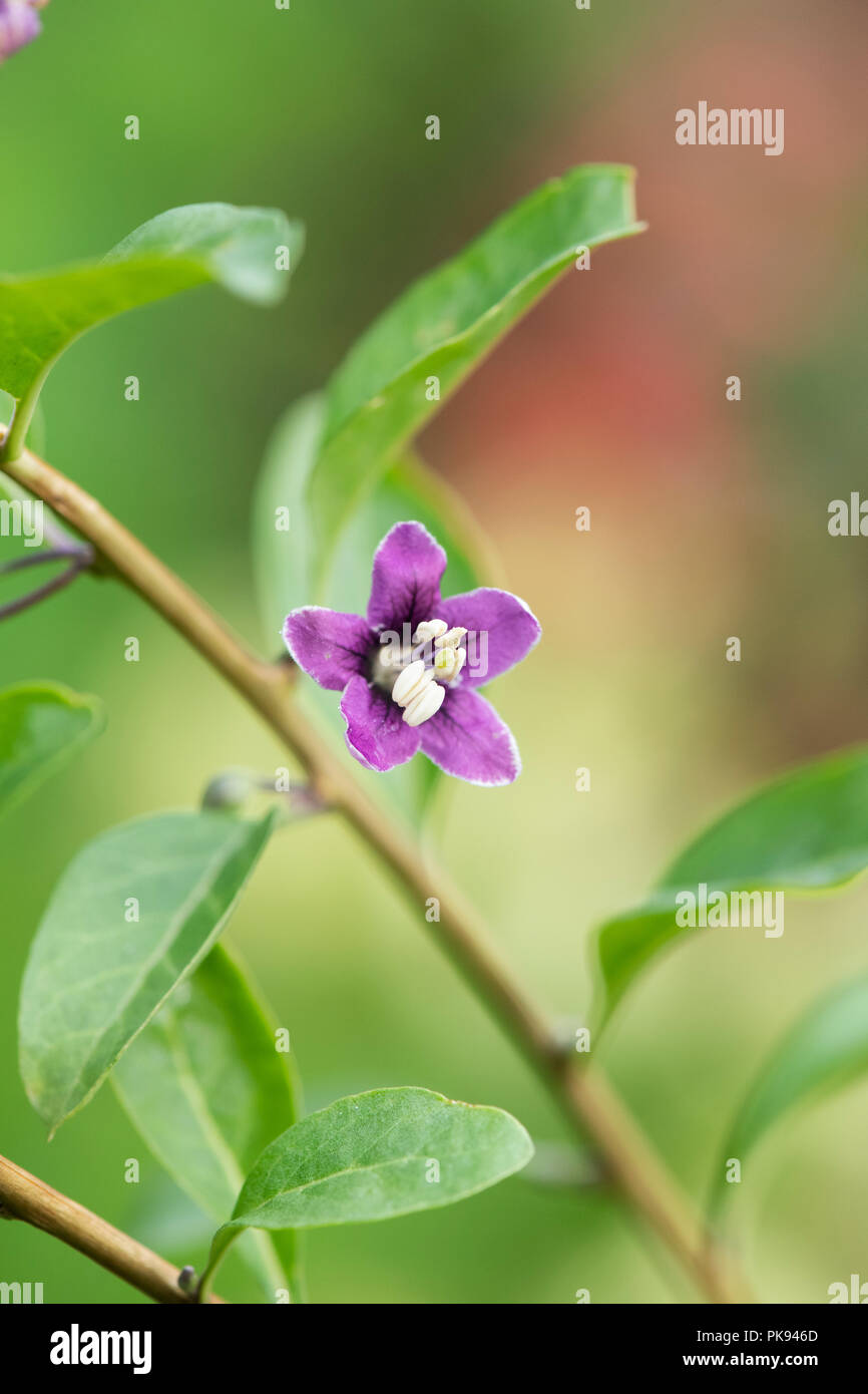Le Lycium barbarum. Le Goji Berry fleur. UK Banque D'Images