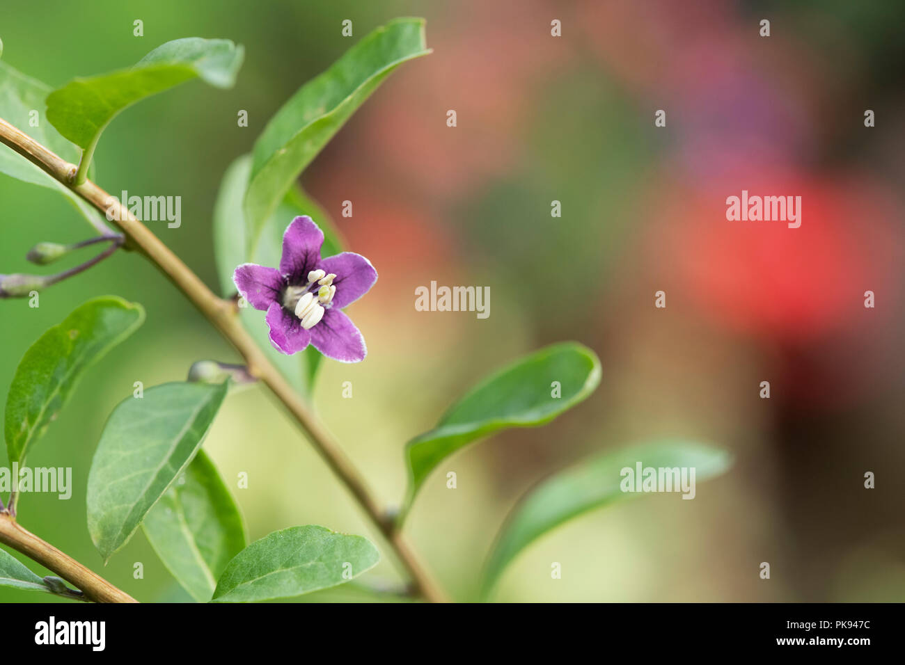 Le Lycium barbarum. Le Goji Berry fleur. UK Banque D'Images