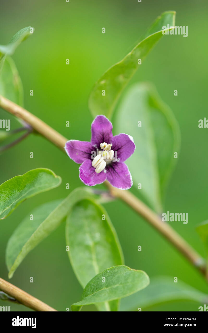 Le Lycium barbarum. Le Goji Berry fleur. UK Banque D'Images