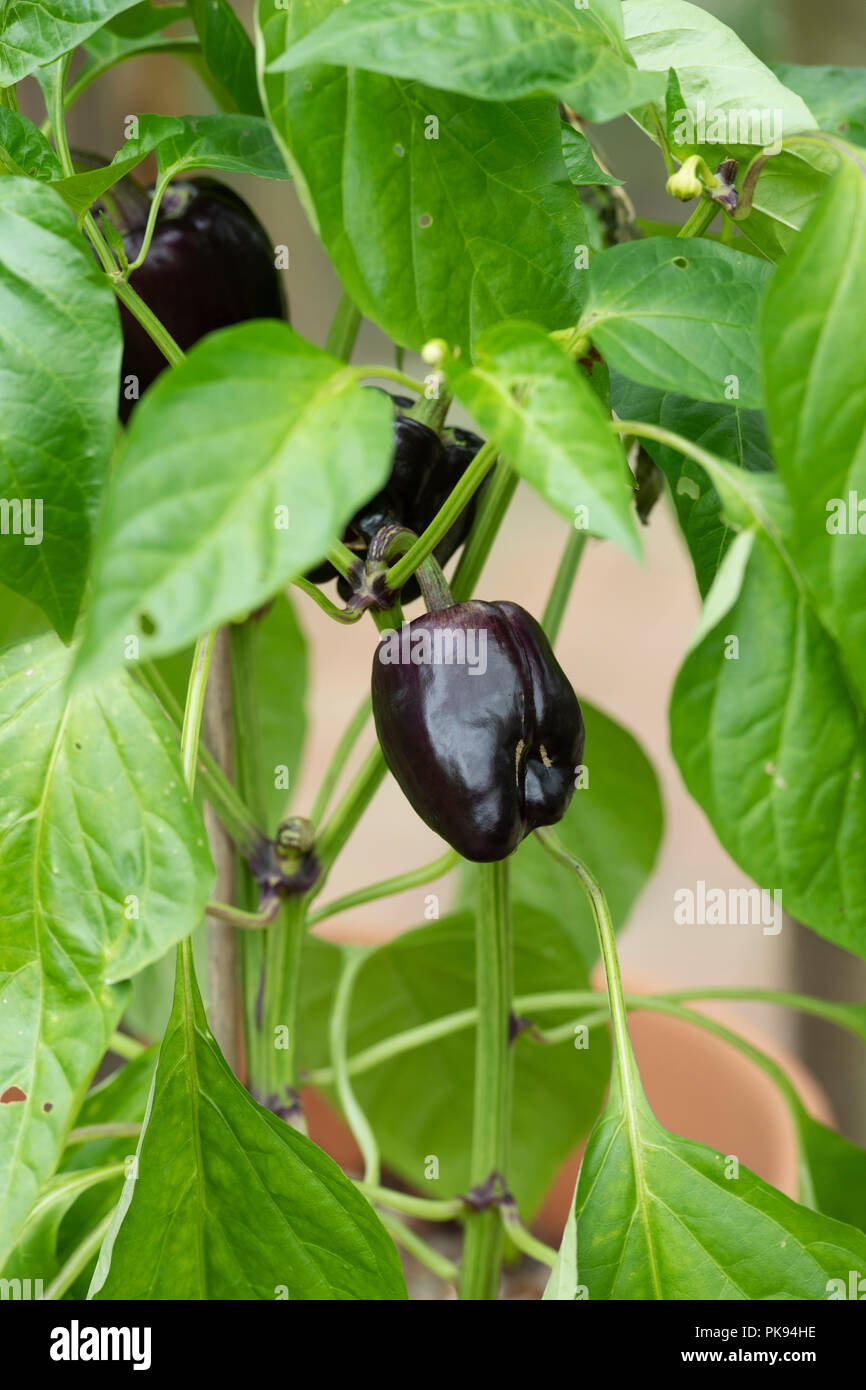 Capsicum annuum var. annuum. Le poivron 'Tequila' croissant sur l'usine. UK Banque D'Images