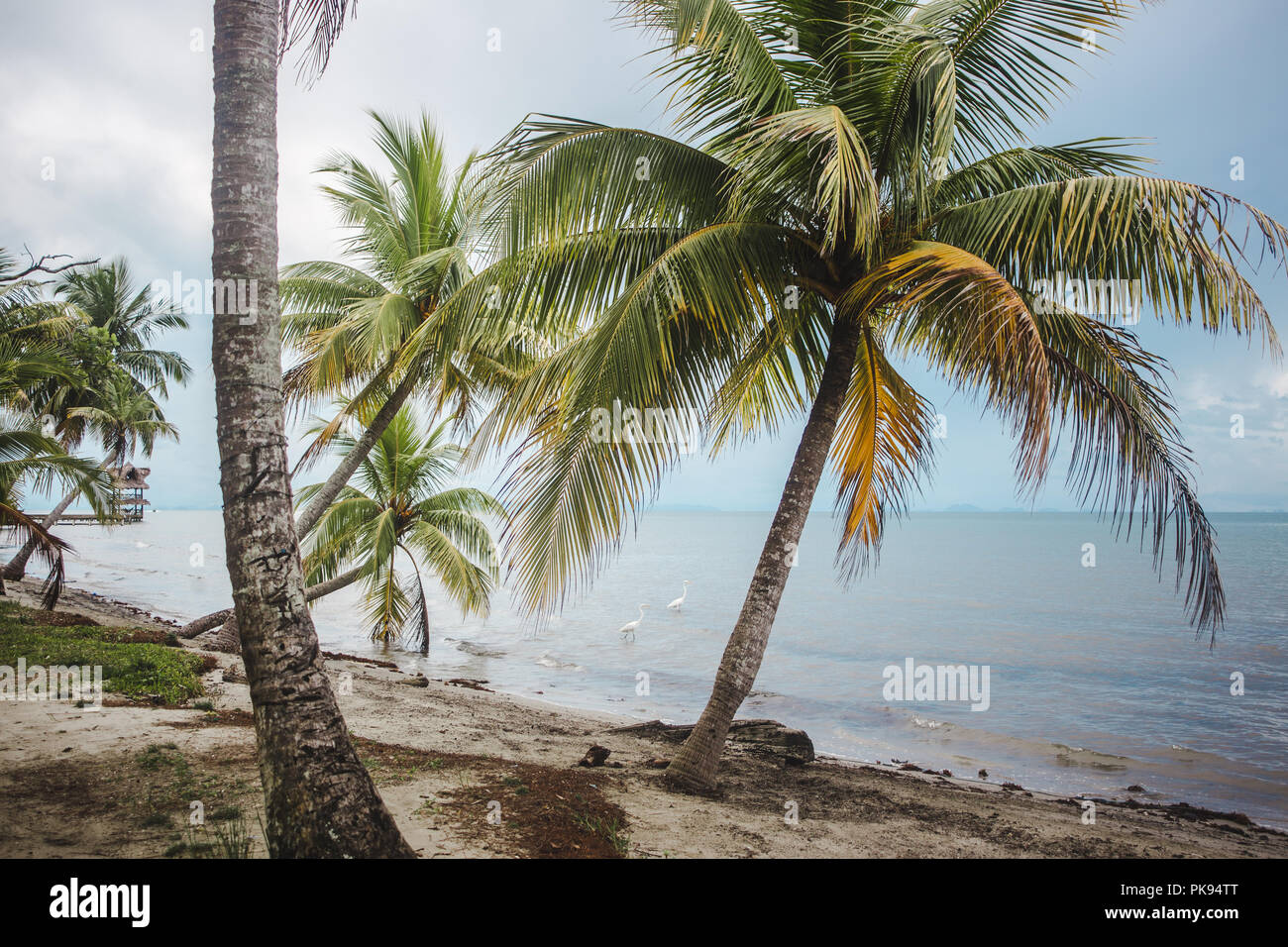 Palmiers Sur Une Plage Paradisiaque De Sable Blanc Sur L