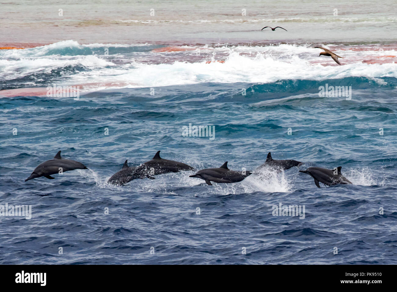Une famille de dauphins sauter le long du récif à l'atoll du millénaire dans le sud de l'îles de la ligne de Kiribati. Banque D'Images