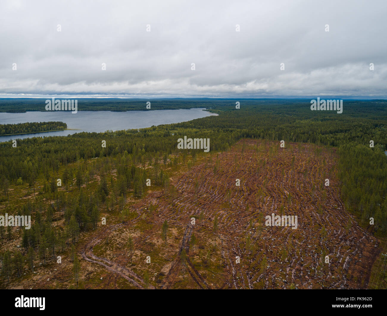 La Finlande, forêt en Laponie avec un champ ouvert où l'deforesting a eu lieu par le lac sur un jour nuageux Banque D'Images