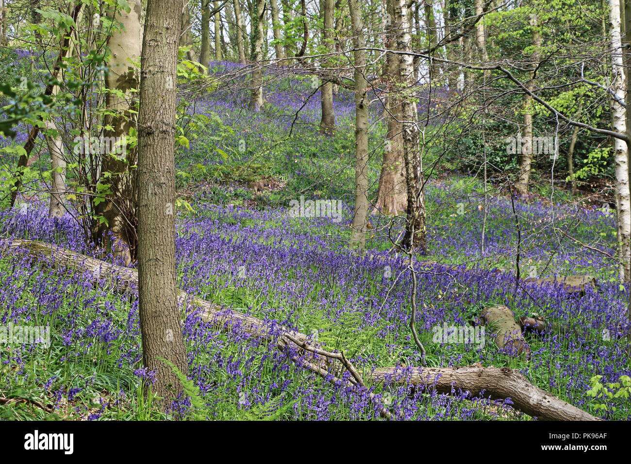 Beau Bois Bluebell, Durham, England, UK Banque D'Images