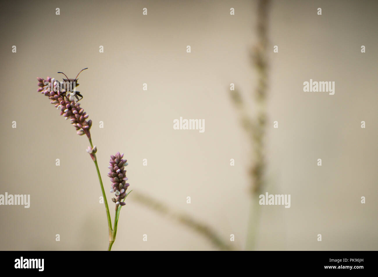 Spiked Shield Bug sur Snakeweed contre l'arrière-plan flou Banque D'Images