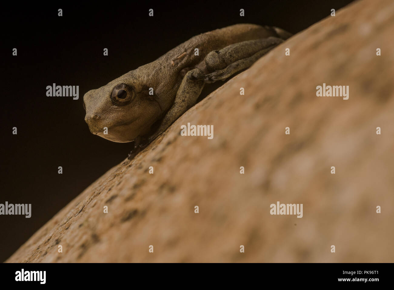 Une carte nouvellement métamorphosées (rainette Boana geographica) s'accroche à une rivière rock, avant que la nuit se termine il se dispersera dans la forêt. Banque D'Images