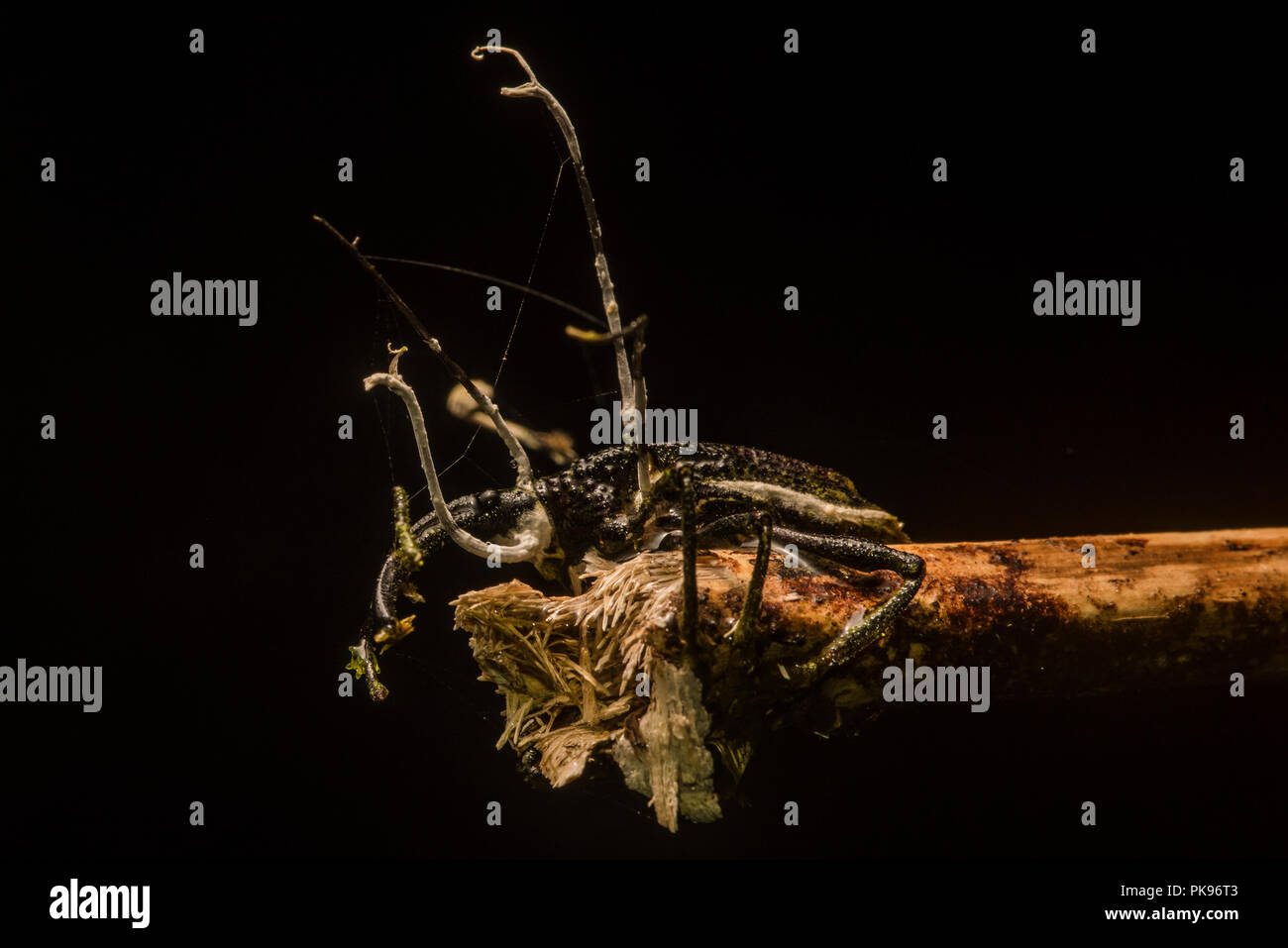 Curculionum Ophiocordyceps est un champignon entomopathogène qui cible les charançons, prend le contrôle de leur corps, les tue et les germes de la carcasse. Banque D'Images