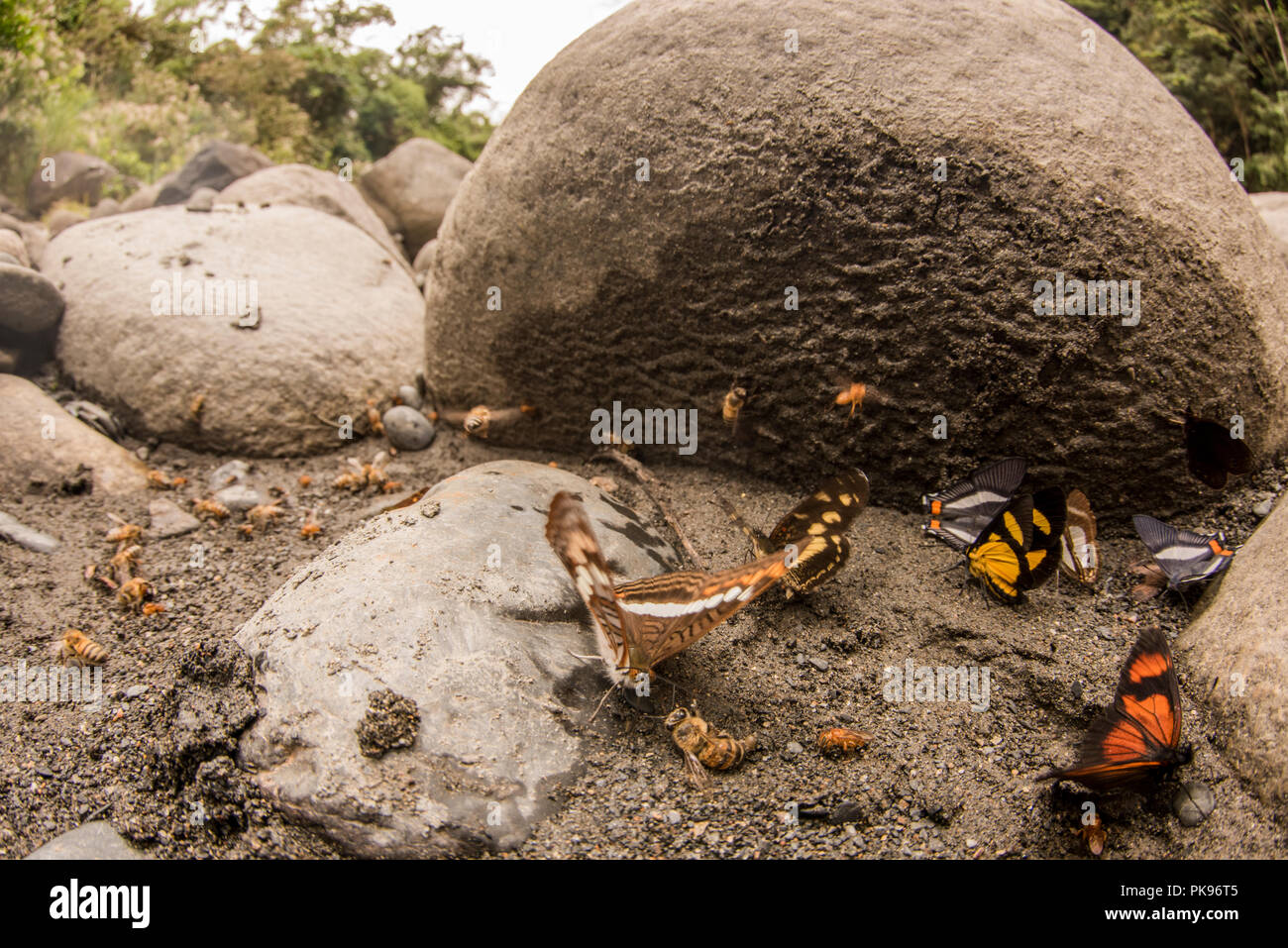 Les papillons et les abeilles se rassemblent sur le sable pour se nourrir dans un comportement appelé puddlage, tenter d'extraire les nutriments des sédiments. Banque D'Images