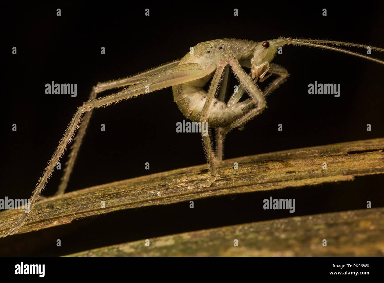 Un katydid onagre dans une pose inhabituelle dans la jungle sud-américaine. Banque D'Images