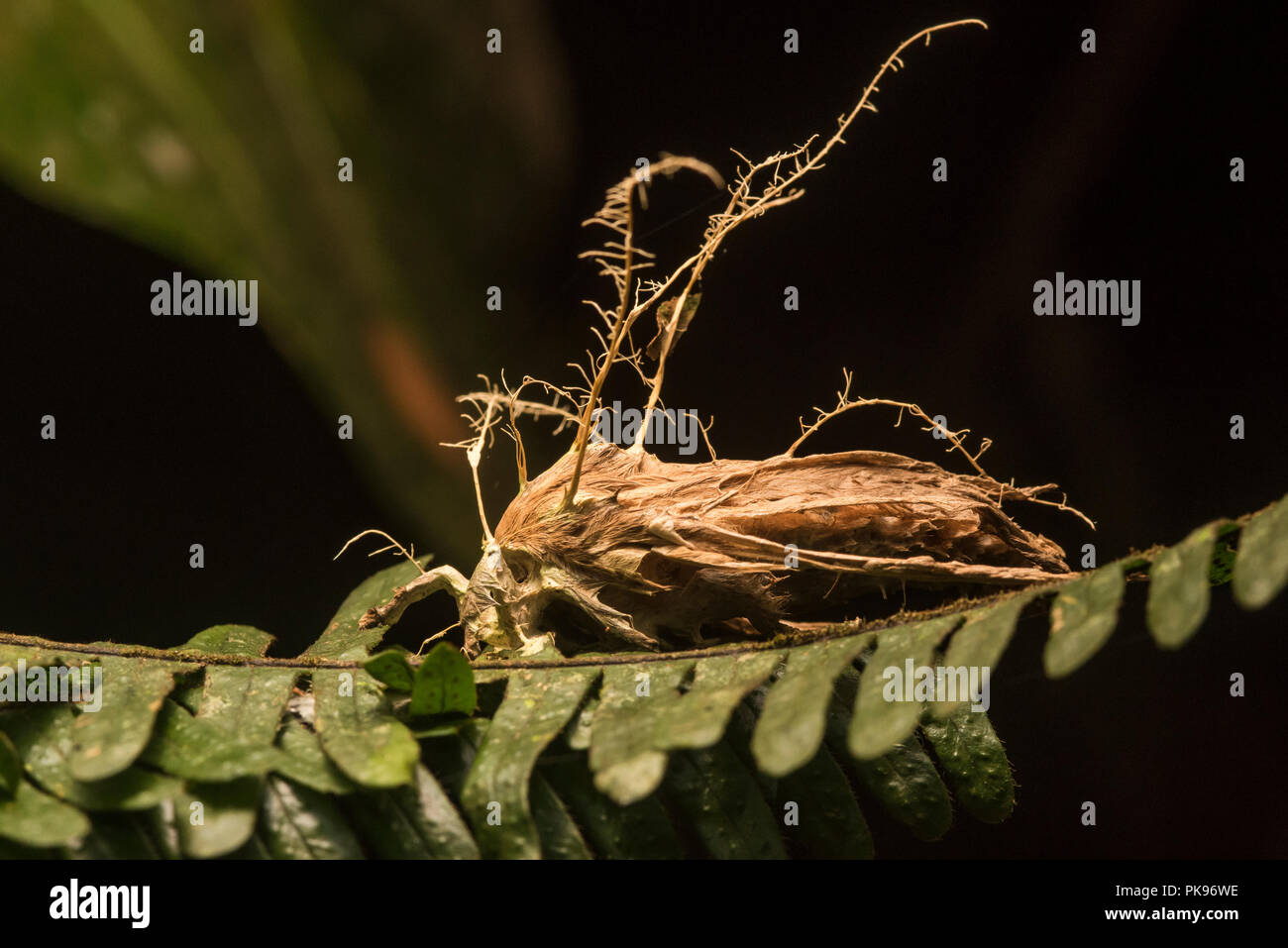 Une espèce qui a été repris par un corps arraché champignon qui a tué et il est maintenant de plus en plus de son corps se propager les spores. Banque D'Images