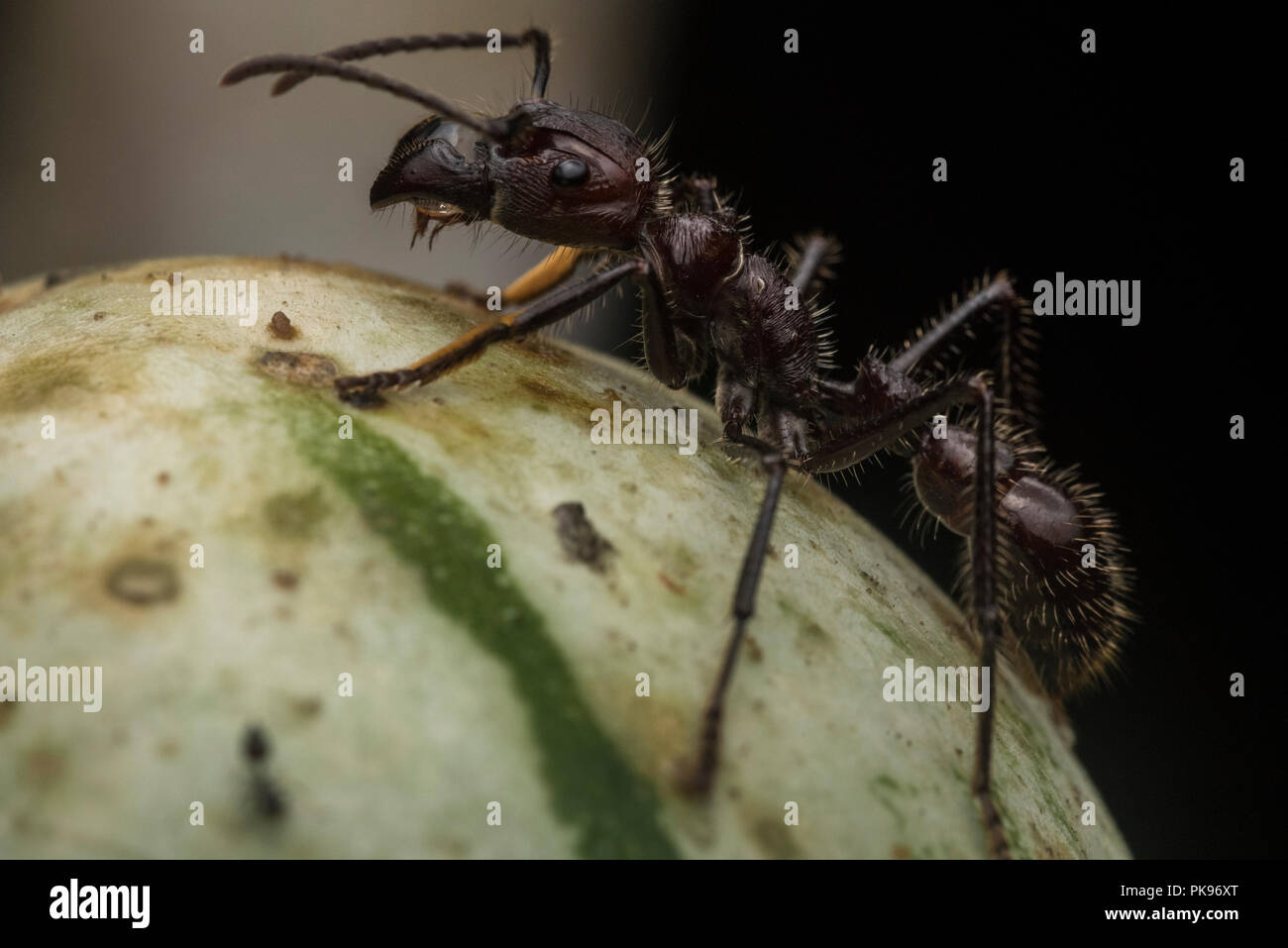 Un bullet ant (Paraponera clavata) le plus célèbre d'insectes. Il obtient sa notoriété d'avoir l'une des plus douloureuses piqûres dans le monde. Banque D'Images