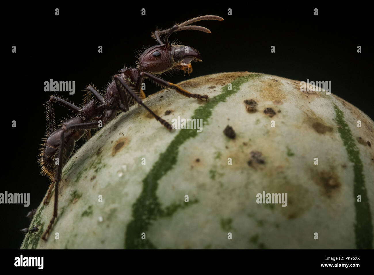 Un bullet ant (Paraponera clavata) le plus célèbre d'insectes. Il obtient sa notoriété d'avoir l'une des plus douloureuses piqûres dans le monde. Banque D'Images
