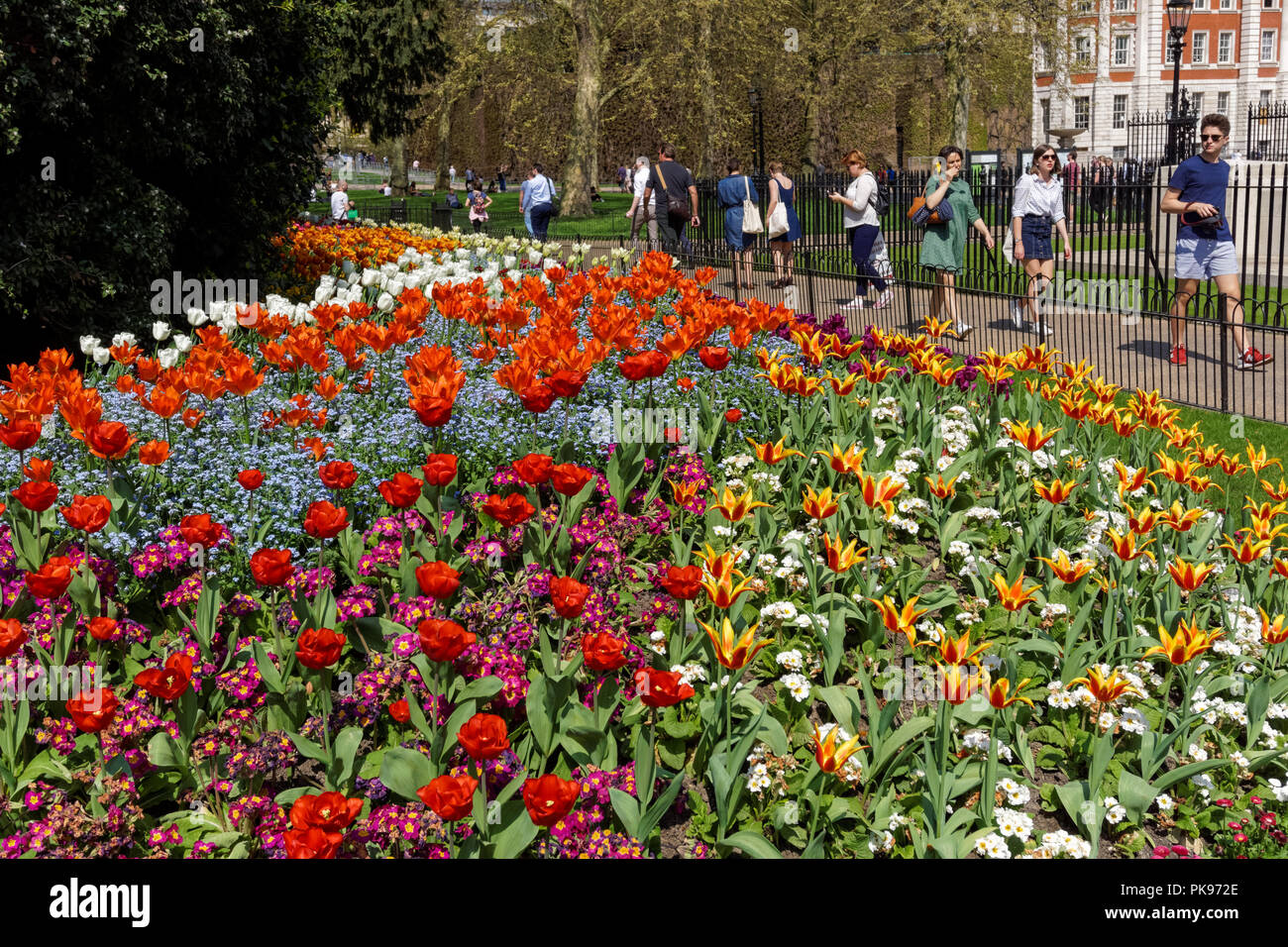 En fleurs fleurs de printemps à St James's Park, Londres Angleterre Royaume-Uni UK Banque D'Images