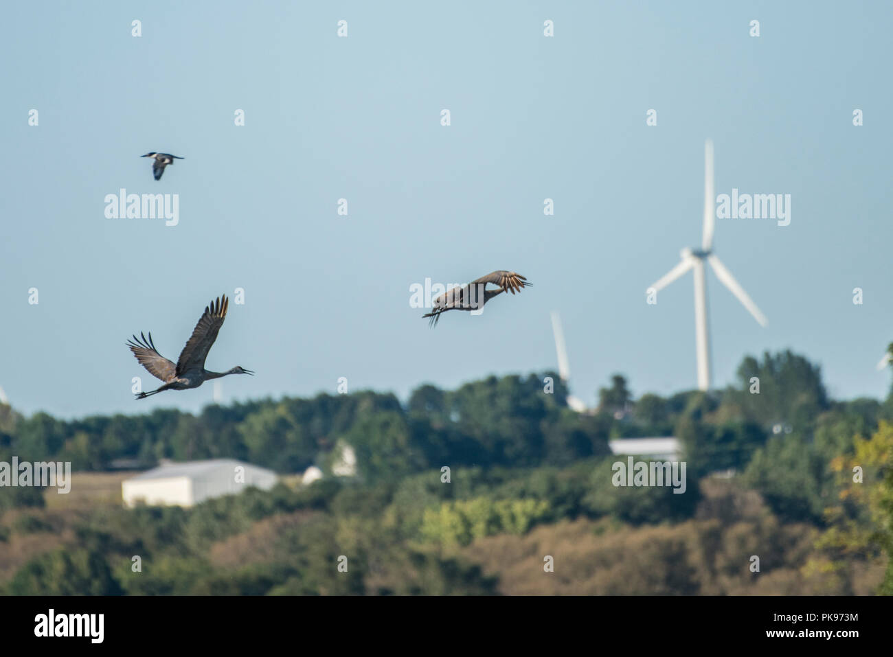 Une paire de grues du Canada et d'un martin-pêcheur volant près de certaines éoliennes non loin de Horicon Marsh, Wisconsin. Banque D'Images