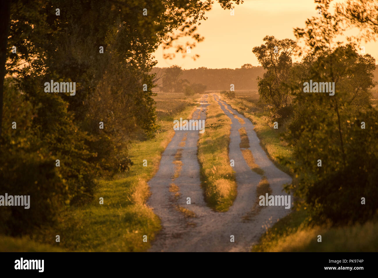 Vue d'été d'une route de campagne d'une partie rurale du Wisconsin. Le soleil se couche le bain le tout dans une lumière dorée. Banque D'Images