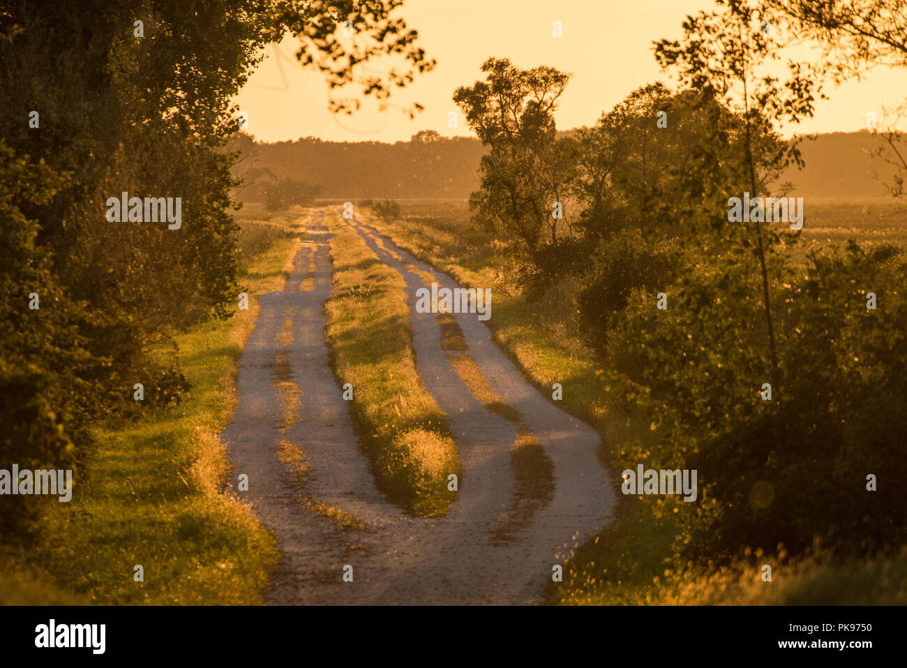 Vue d'été d'une route de campagne d'une partie rurale du Wisconsin. Le soleil se couche le bain le tout dans une lumière dorée. Banque D'Images