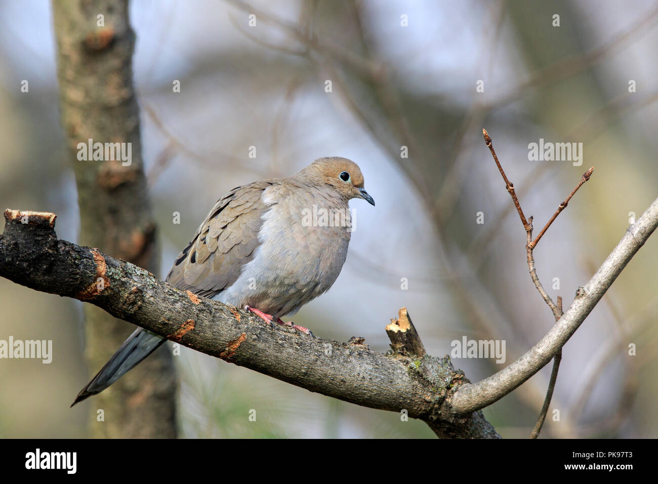 La tourterelle triste (Zenaida macroura) Banque D'Images