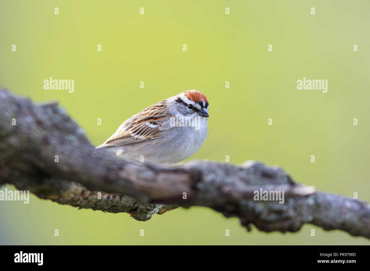 Bruant familier (Spizella passerina) on tree branch Banque D'Images