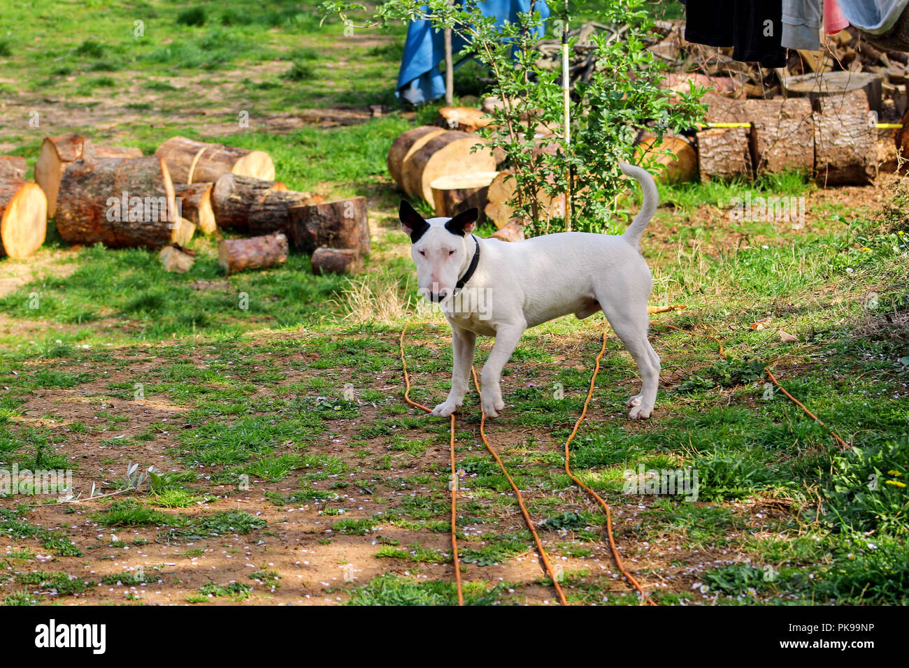 Bull Terrier balade dans jardin, chien blanc. Un beau chien est de jouer sur le jardin. Banque D'Images