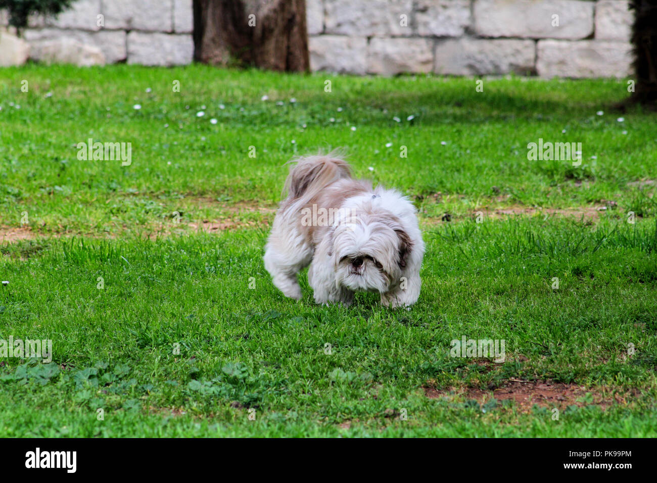 Chien Shih Tzu Un Beau Chien De Race Shih Tzu Chinois à L