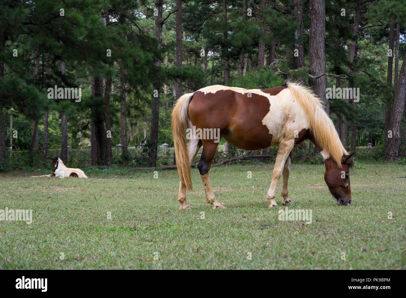 Les chevaux sauvages vivent dans les steppes, Meadow Lake dans le Suoivang, Lam Dong Province, Vietnam. Pas encore pur-sang, chevaux sauvages vivant sur le plateau 1500 Banque D'Images