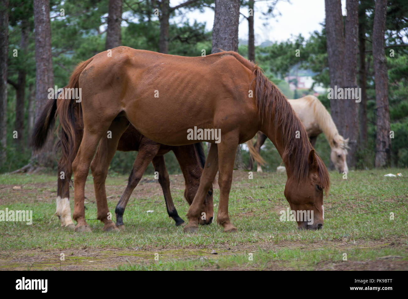 Les chevaux sauvages vivent dans les steppes, Meadow Lake dans le Suoivang, Lam Dong Province, Vietnam. Pas encore pur-sang, chevaux sauvages vivant sur le plateau 1500 Banque D'Images