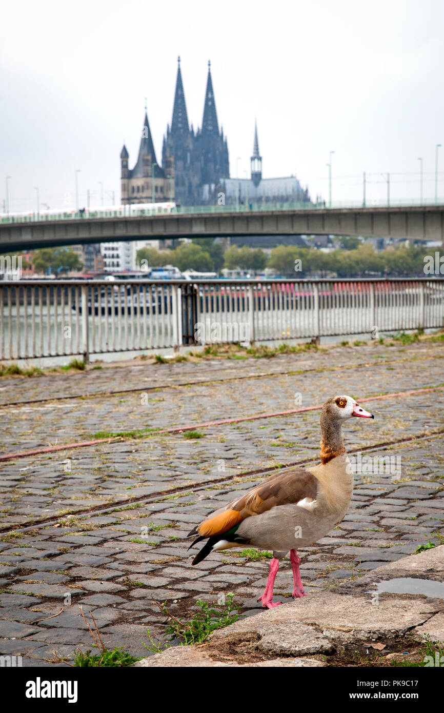 Egyptian goose (Alopochen aegyptiaca) sur les rives du Rhin dans le quartier de Deutz, vue de la cathédrale et l'église Saint Martin, brut th Banque D'Images
