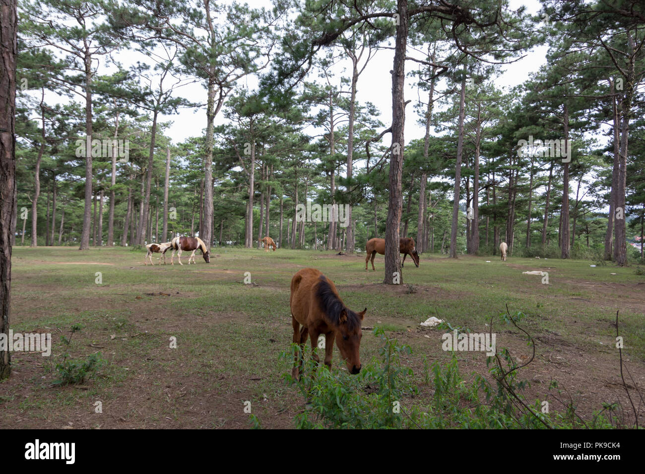 Les chevaux sauvages vivent dans les steppes, Meadow Lake dans le Suoivang, Lam Dong Province, Vietnam. Pas encore pur-sang, chevaux sauvages vivant sur le plateau 1500 Banque D'Images