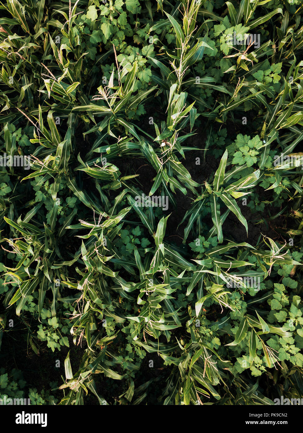 Photographie de plus en plus de drones contre les mauvaises herbes dans un champ cultivé et ayant une incidence sur le rendement des récoltes, vue du dessus Banque D'Images