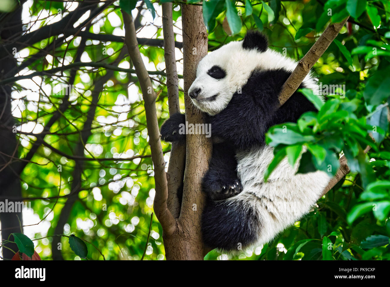 Ours panda géant en Chine Banque D'Images
