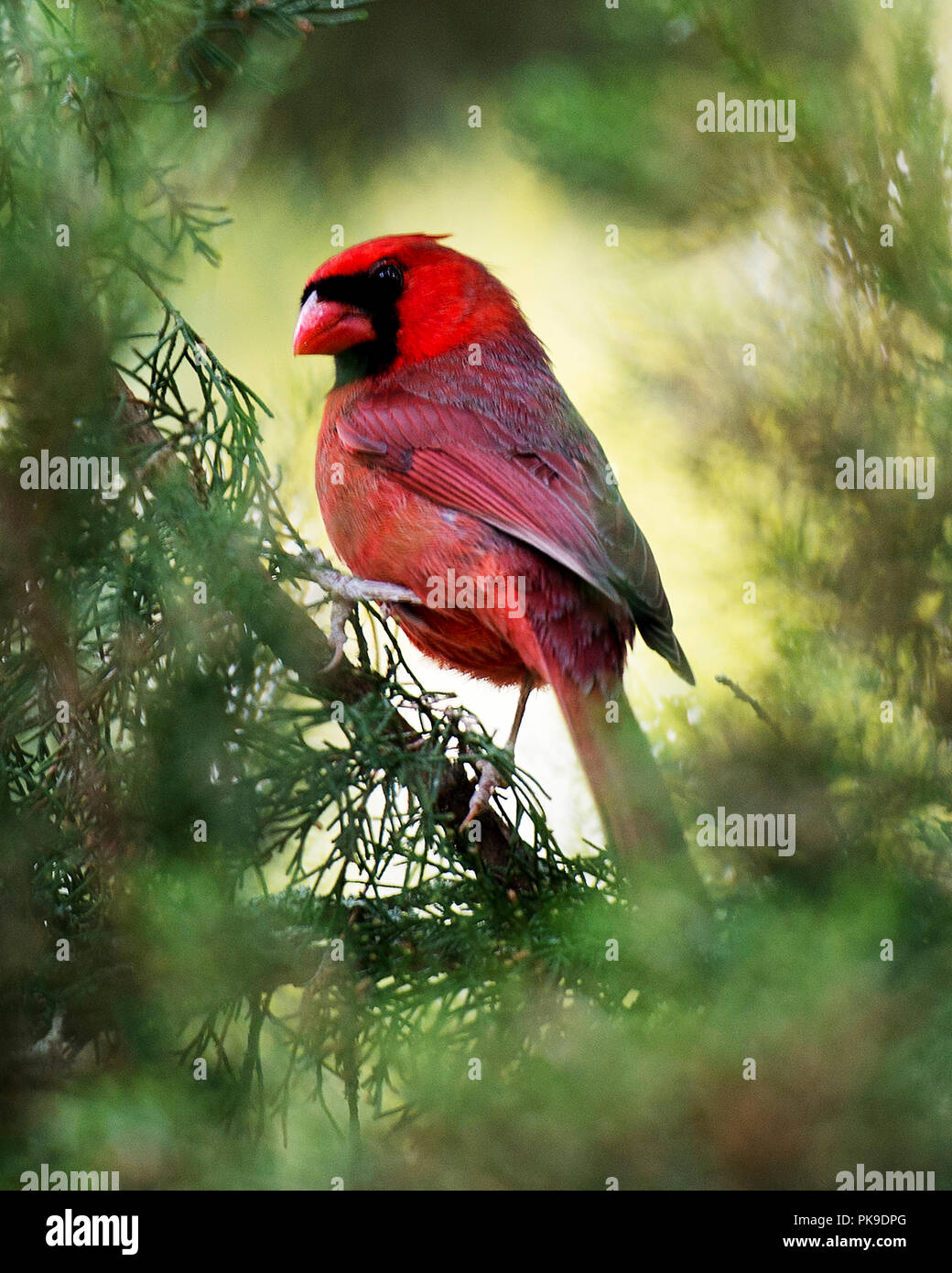 Le Cardinal mâle sur une branche dans son environnement. Banque D'Images