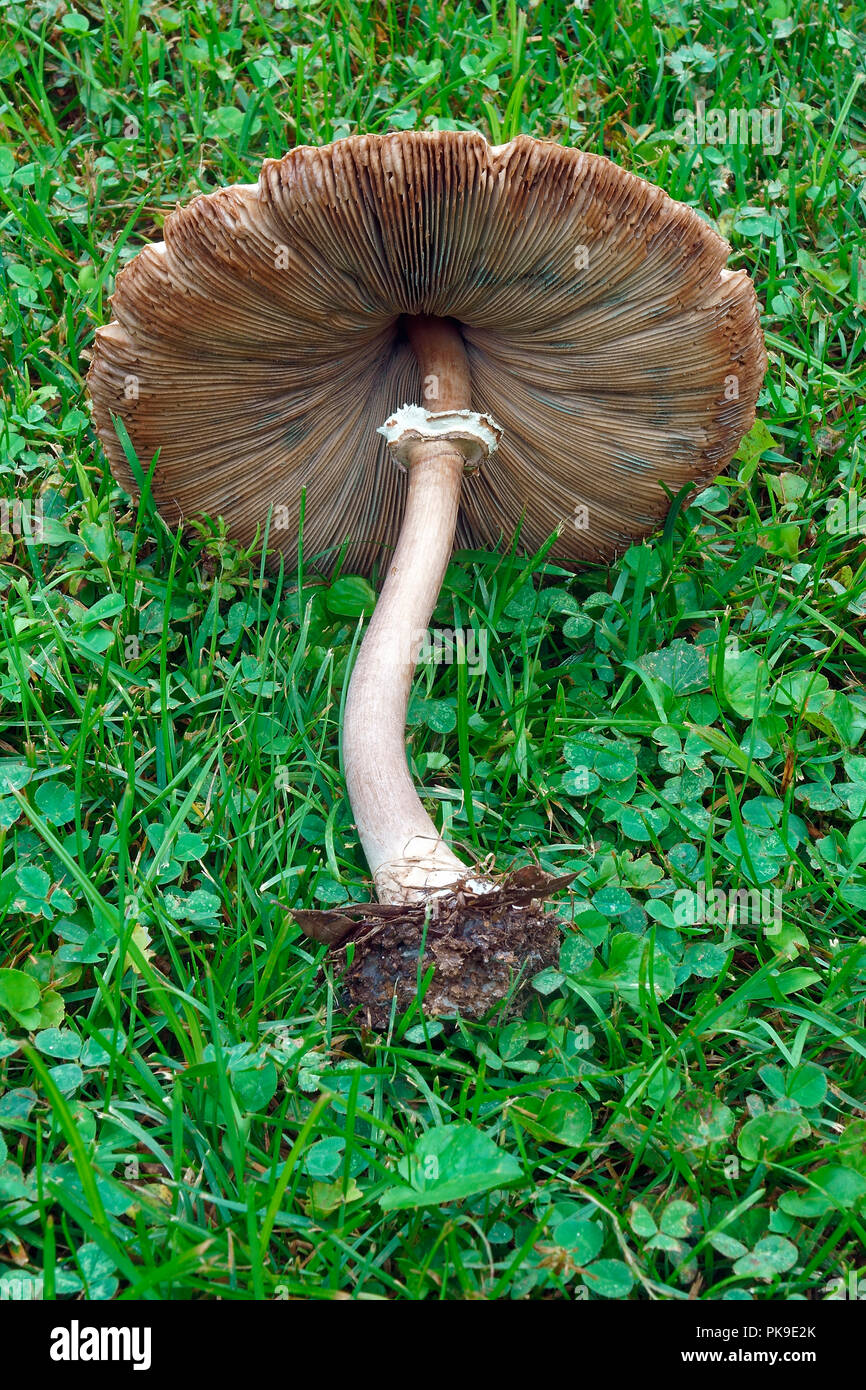 Fausse coulemelle (Cardinal rouge / Northern Cardinal molybdites). Vert appelé spores lepiota et Vomiter aussi. Banque D'Images