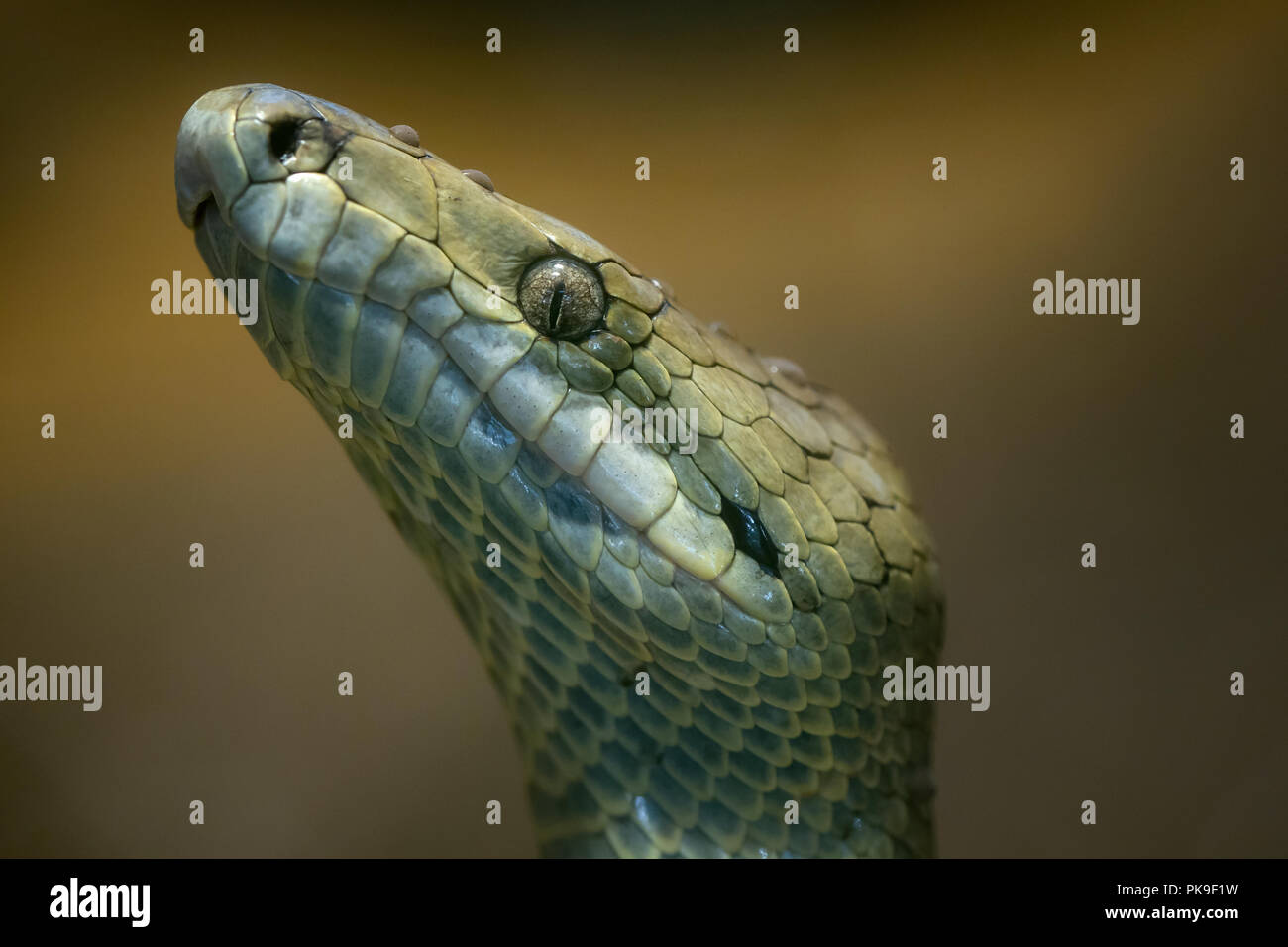 Epicrates subflavus boa jamaïcain,, le serpent est menacé d'extinction. Banque D'Images