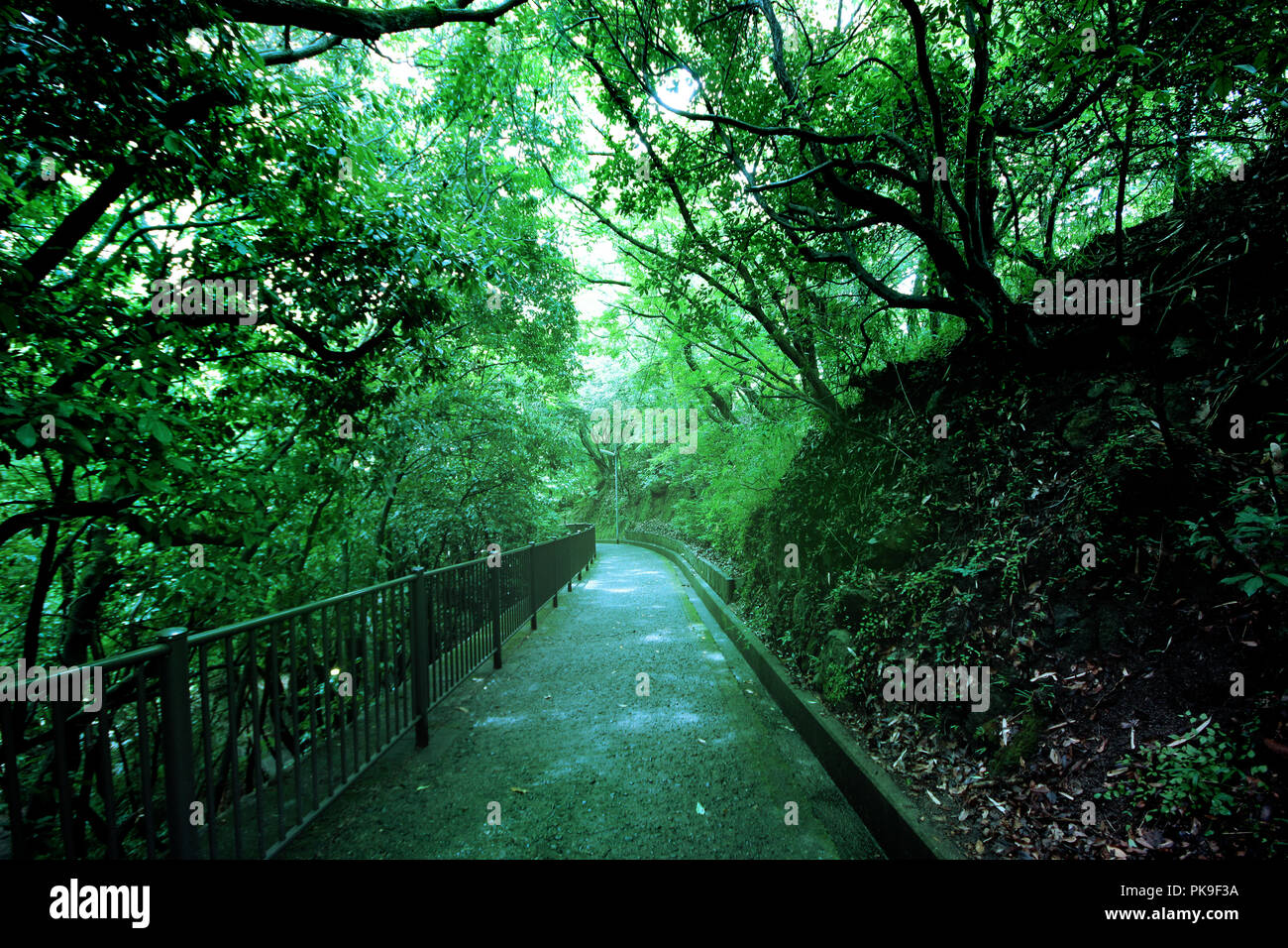 L'arborescence contenant du corridor de la densité jusqu'à l'intérieur du Parc National, voir l'ombragé à Nunobiki cascades à Kobe, au Japon. Banque D'Images