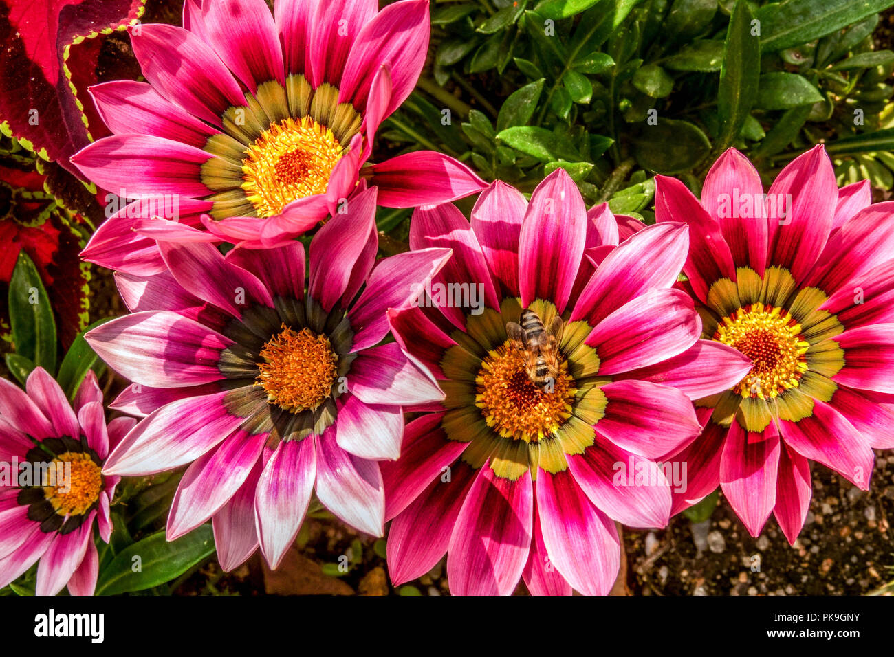 Gazania rigens tons rose ' ', Treasure flower Banque D'Images